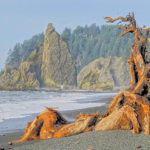the image is of a tree on a beach that looks to some as a person laying on the beach enjoying the view